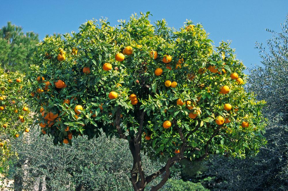 arbre.jpg