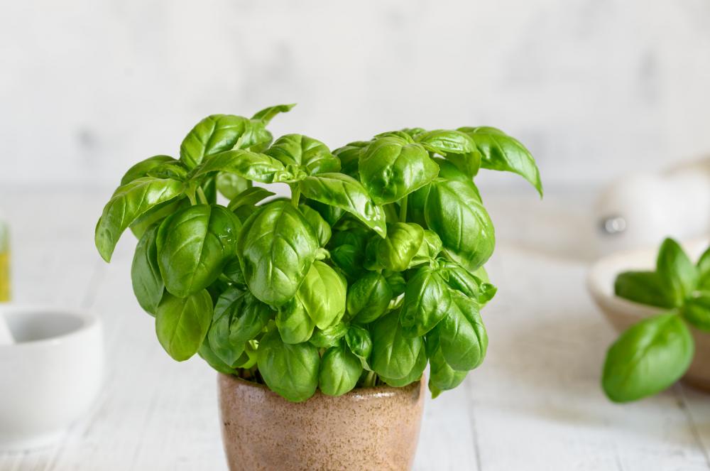 plante-aromatique.jpg